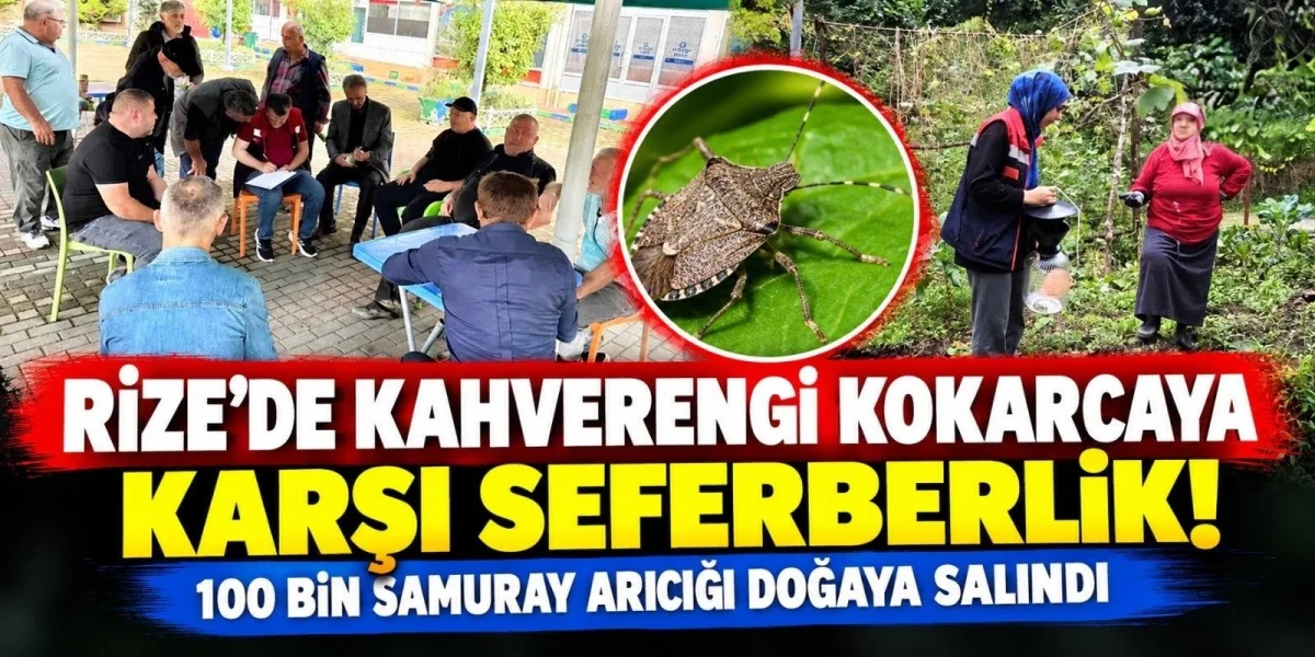 Rize’de Kahverengi Kokarca Alarmı! 100 Bin Samuray Arıcığı Doğaya Salındı