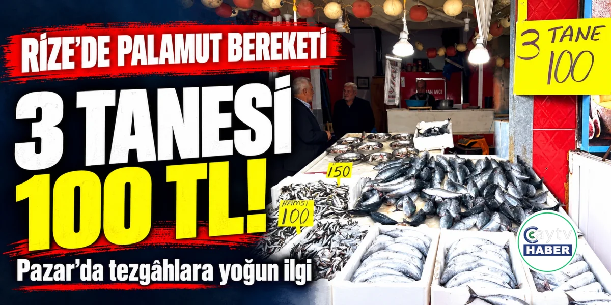 Rize’de palamut bolluğu tezgâhlara yansıdı: 3’ü 100 TL!